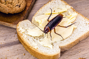 Ordinary American cockroach, walking on table with scraps of food, feeding on crumbs. Concept of...