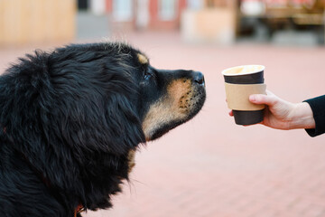 Paper cup with coffee in hand in front of the face of a large black dog. The dog is offered a...