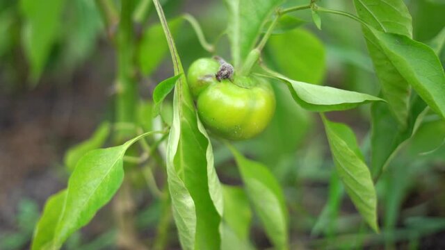 Small green bell pepper growing in the garden