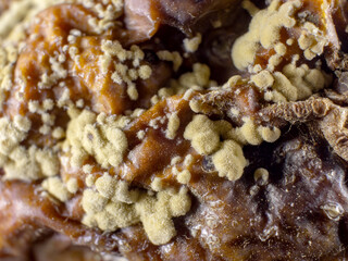 Dangerous mold and bacteria. The concept of dampness, moisture, dust, and respiratory problems. Microscope fungi on food