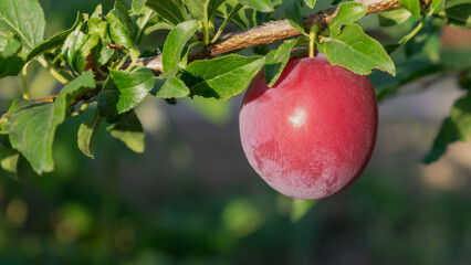 Plum on a branch