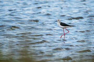 Black-winged stilt (himantopus himantopus) in Albufera of Valencia natural park.