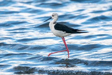 Black-winged stilt (himantopus himantopus) in Albufera of Valencia natural park.