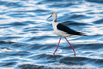 Black-winged stilt (himantopus himantopus) in Albufera of Valencia natural park.