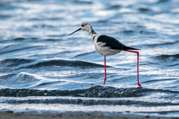 Black-winged stilt (himantopus himantopus) in Albufera of Valencia natural park.