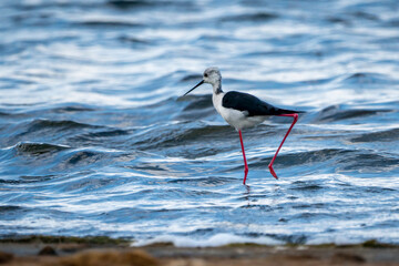 Black-winged stilt (himantopus himantopus) in Albufera of Valencia natural park.