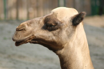 close-up of a camel's head