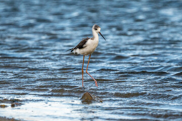 Black-winged stilt (himantopus himantopus) in Albufera of Valencia natural park.