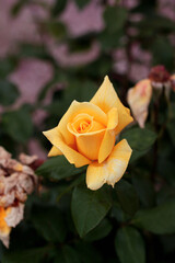 FLOR AMARILLA CON PÉTALOS EN PARQUE DE MADRID EN ESPAÑA