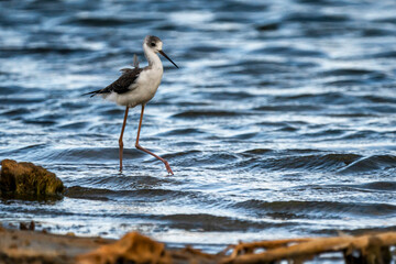 Black-winged stilt (himantopus himantopus) in Albufera of Valencia natural park.