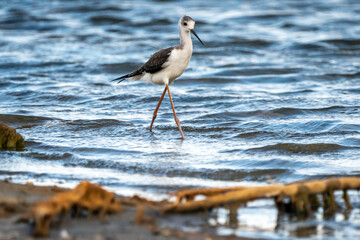 Black-winged stilt (himantopus himantopus) in Albufera of Valencia natural park.