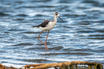 Black-winged stilt (himantopus himantopus) in Albufera of Valencia natural park.