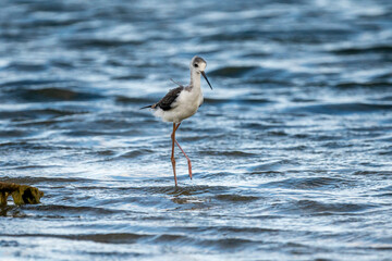 Black-winged stilt (himantopus himantopus) in Albufera of Valencia natural park.