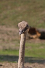 ostrich head close up