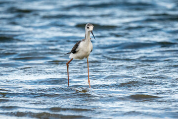 Black-winged stilt (himantopus himantopus) in Albufera of Valencia natural park.