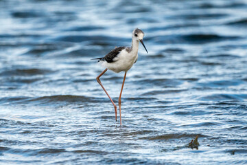 Black-winged stilt (himantopus himantopus) in Albufera of Valencia natural park.