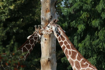 giraffe head close up