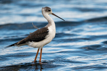 Black-winged stilt (himantopus himantopus) in Albufera of Valencia natural park.
