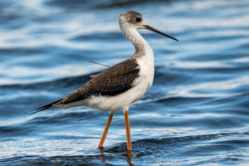 Black-winged stilt (himantopus himantopus) in Albufera of Valencia natural park.
