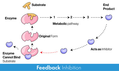 Enzyme feedback inhibition mechanism Concept