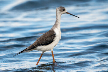 Black-winged stilt (himantopus himantopus) in Albufera of Valencia natural park.