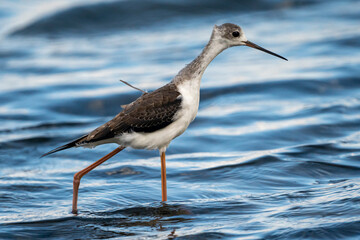 Black-winged stilt (himantopus himantopus) in Albufera of Valencia natural park.