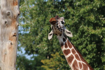 giraffe head close up
