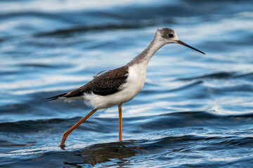 Black-winged stilt (himantopus himantopus) in Albufera of Valencia natural park.