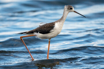 Black-winged stilt (himantopus himantopus) in Albufera of Valencia natural park.