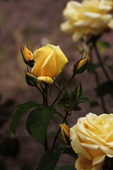 ROSA AMARILLA EN PARQUE DE FLORES SOBRE FONDO OSCURO