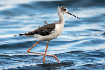 Black-winged stilt (himantopus himantopus) in Albufera of Valencia natural park.