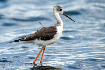 Black-winged stilt (himantopus himantopus) in Albufera of Valencia natural park.