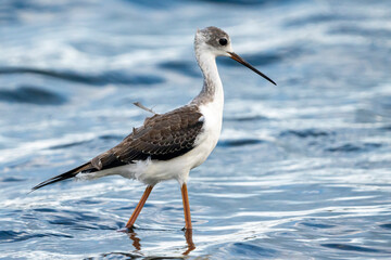 Black-winged stilt (himantopus himantopus) in Albufera of Valencia natural park.