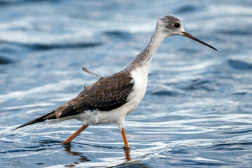 Black-winged stilt (himantopus himantopus) in Albufera of Valencia natural park.