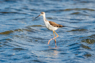 Black-winged stilt (himantopus himantopus) in Albufera of Valencia natural park.