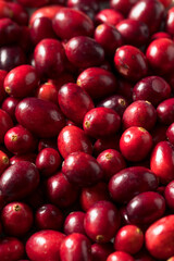 Raw Red Organic Cranberries