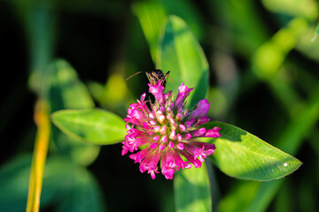 butterfly on flower