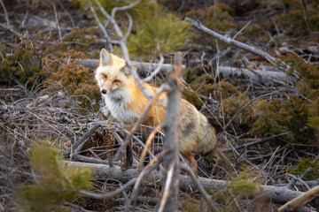 Red fox in brush behind fallen tree at Apraho National Forest, Colorado