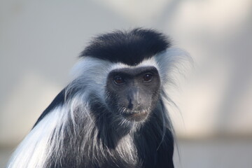 close-up of the muzzle.