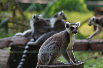 lemur close-up