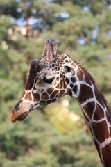 giraffe head close up