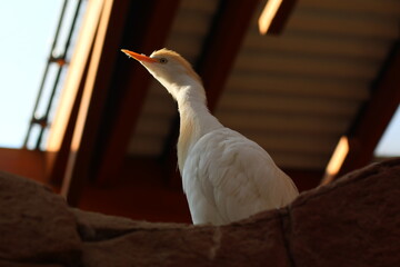 white goose on the roof