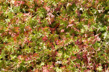 Colorful leaves of a wild plant close