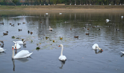 white swans and ducks swim in a small pond