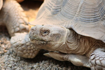 turtle head close-up