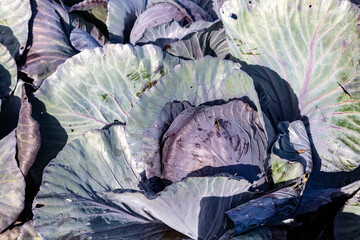 Fototapeta na wymiar head of red cabbage in the field