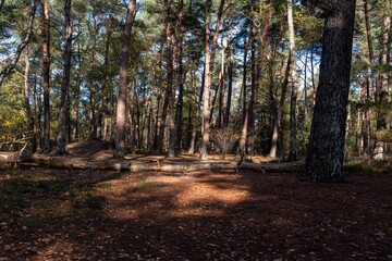 Fototapeta premium Fallen tree in sunlight in forest