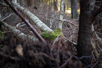 Moss growing on fallen tree in the woods