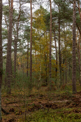Tall tree in autumn forest