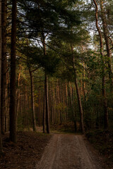 Obraz premium Dirt road in autumn forest with sunset 